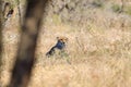 Cheetah close up from South Africa